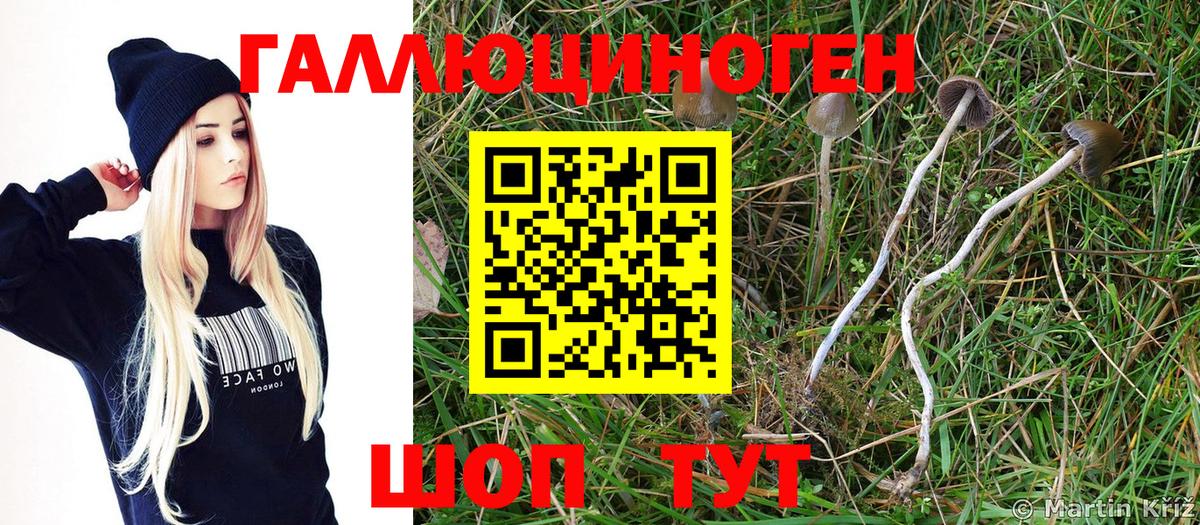 Псилоцибиновые грибы мухоморы Зима
